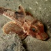 Grey Gurnard - Photo (c) Libby Keatley, some rights reserved (CC BY), uploaded by Libby Keatley