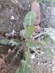 Sonchus oleraceus
