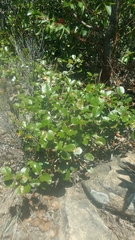 Angiospermae