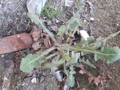 Sonchus oleraceus