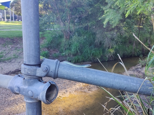 Common Tree Snake sighting