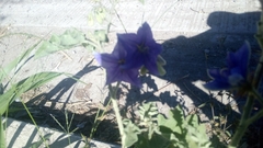 Solanum houstonii