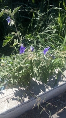 Solanum houstonii