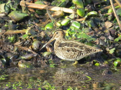 Gallinago paraguaiae