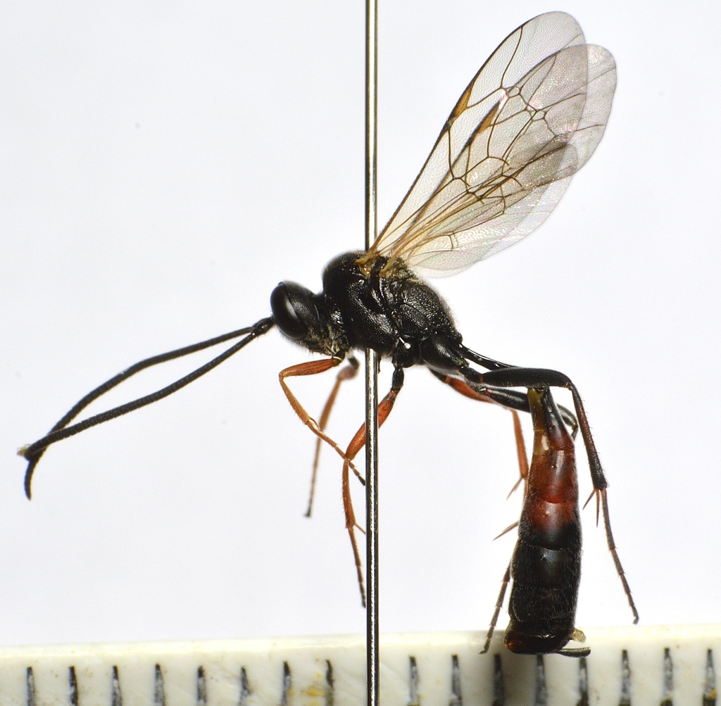 Dusona tenuis