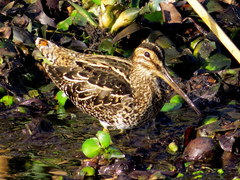 Gallinago paraguaiae