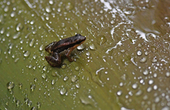 Allobates insperatus