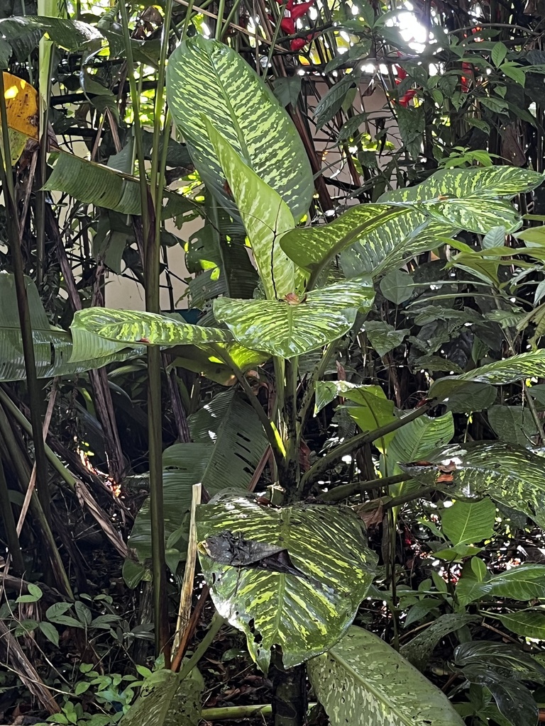 Foto de Comigo-ninguém-pode