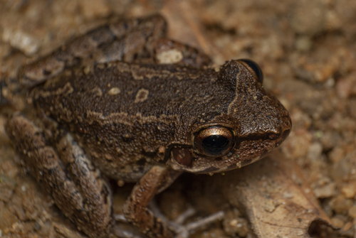 Rock River Frog, Thoropa miliaris