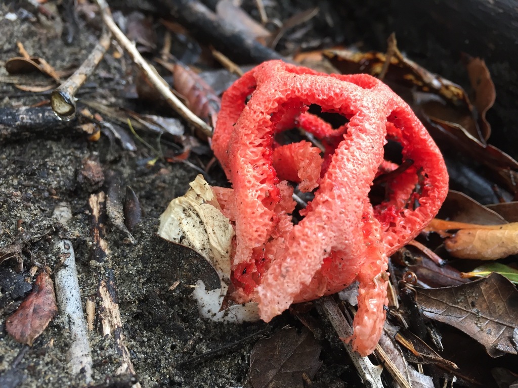 Red cage fungus from province of pisa italien on november 3 2017 at