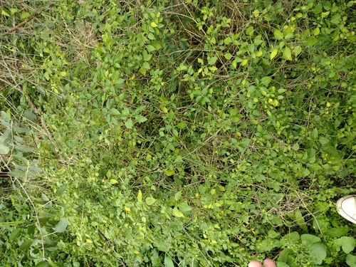 Foto de Pimenta