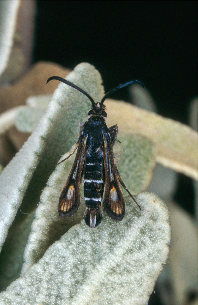 Bembecia hymenopteriformis