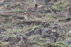 Lagonosticta rufopicta