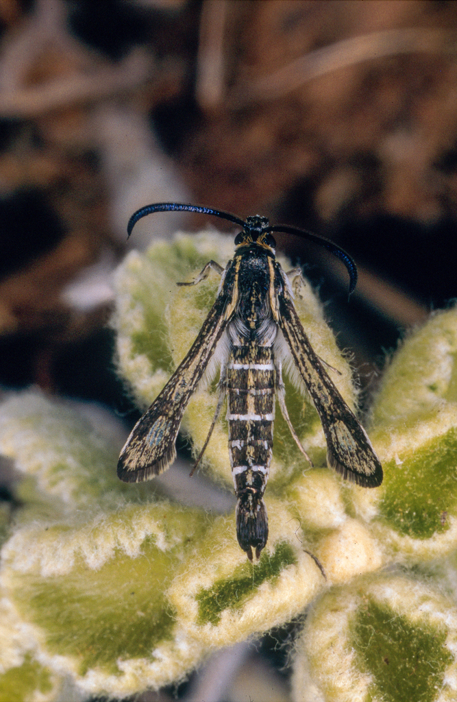 Chamaesphecia mysiniformis