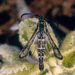 Chamaesphecia mysiniformis - Photo (c) Franz Pühringer, some rights reserved (CC BY-NC), uploaded by Franz Pühringer