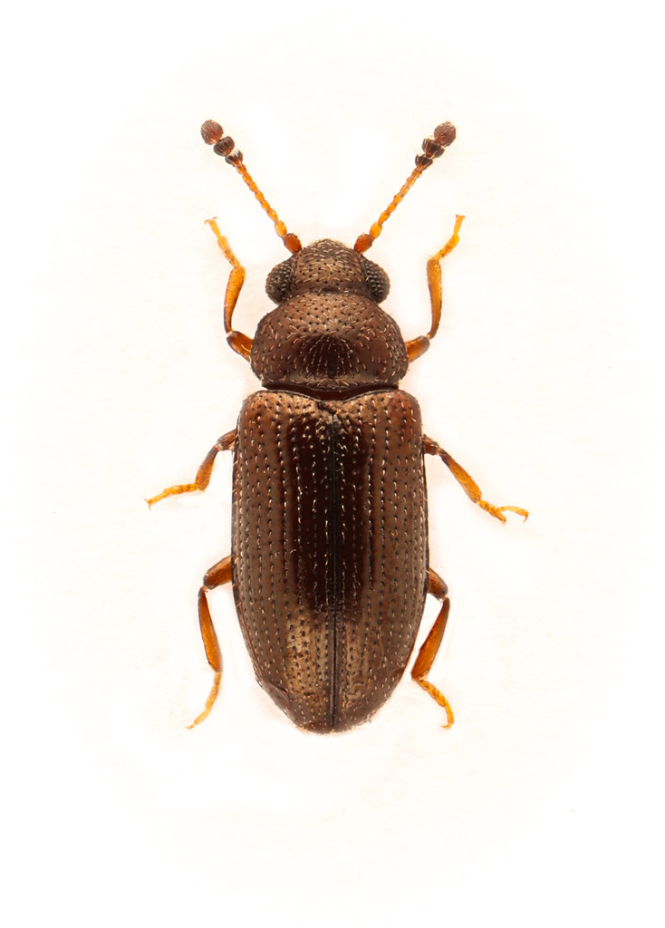 Loberus testaceus