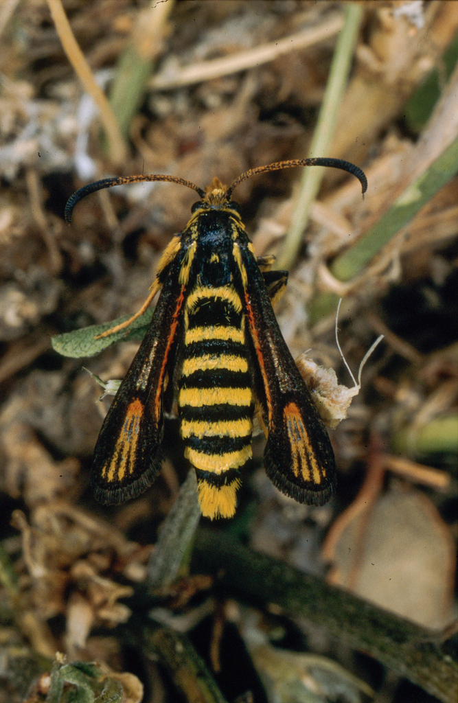 Bembecia psoraleae