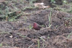 Lagonosticta rufopicta