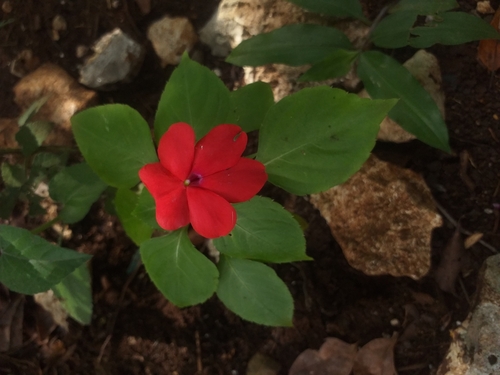 Foto de Maria-sem-vergonha