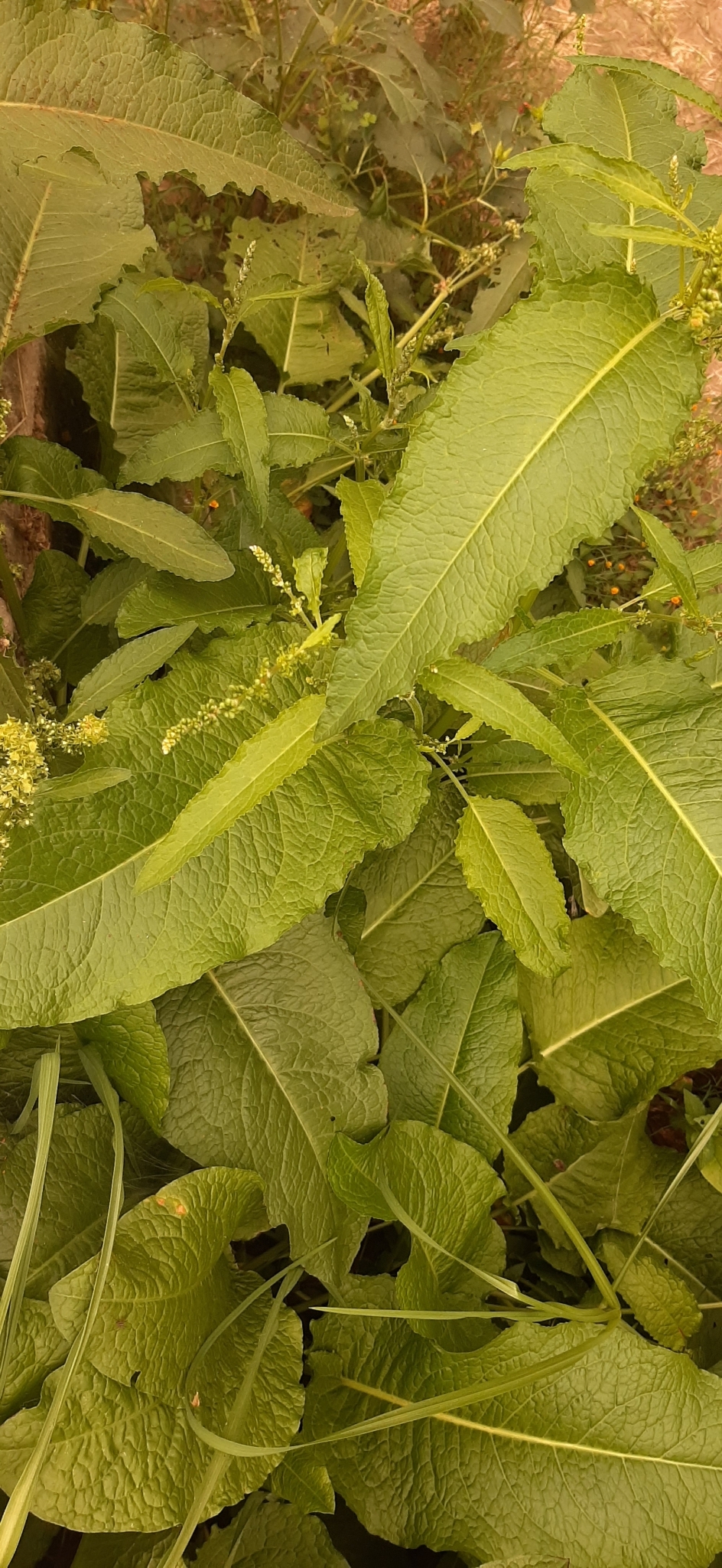 Rumex image