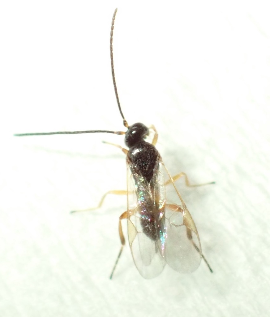 Apanteles circumscriptus
