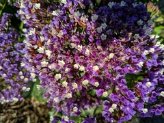 Limonium perezii
