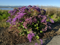 Limonium perezii