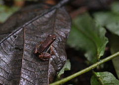 Allobates insperatus