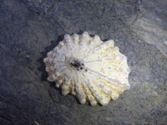 Scutellastra peronii