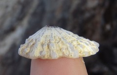 Scutellastra peronii