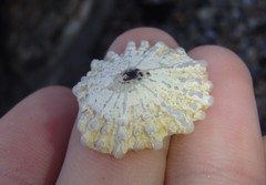 Scutellastra peronii