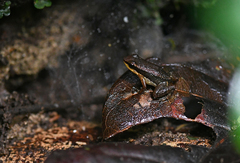 Allobates insperatus