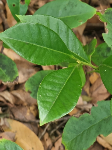 Foto de Araçá