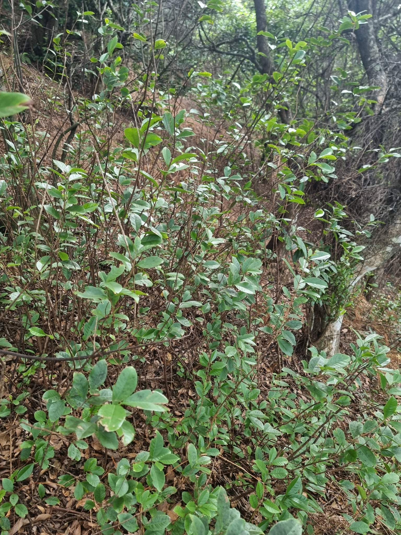Imagem de Araçá
