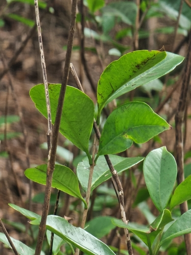 Foto de Araçá