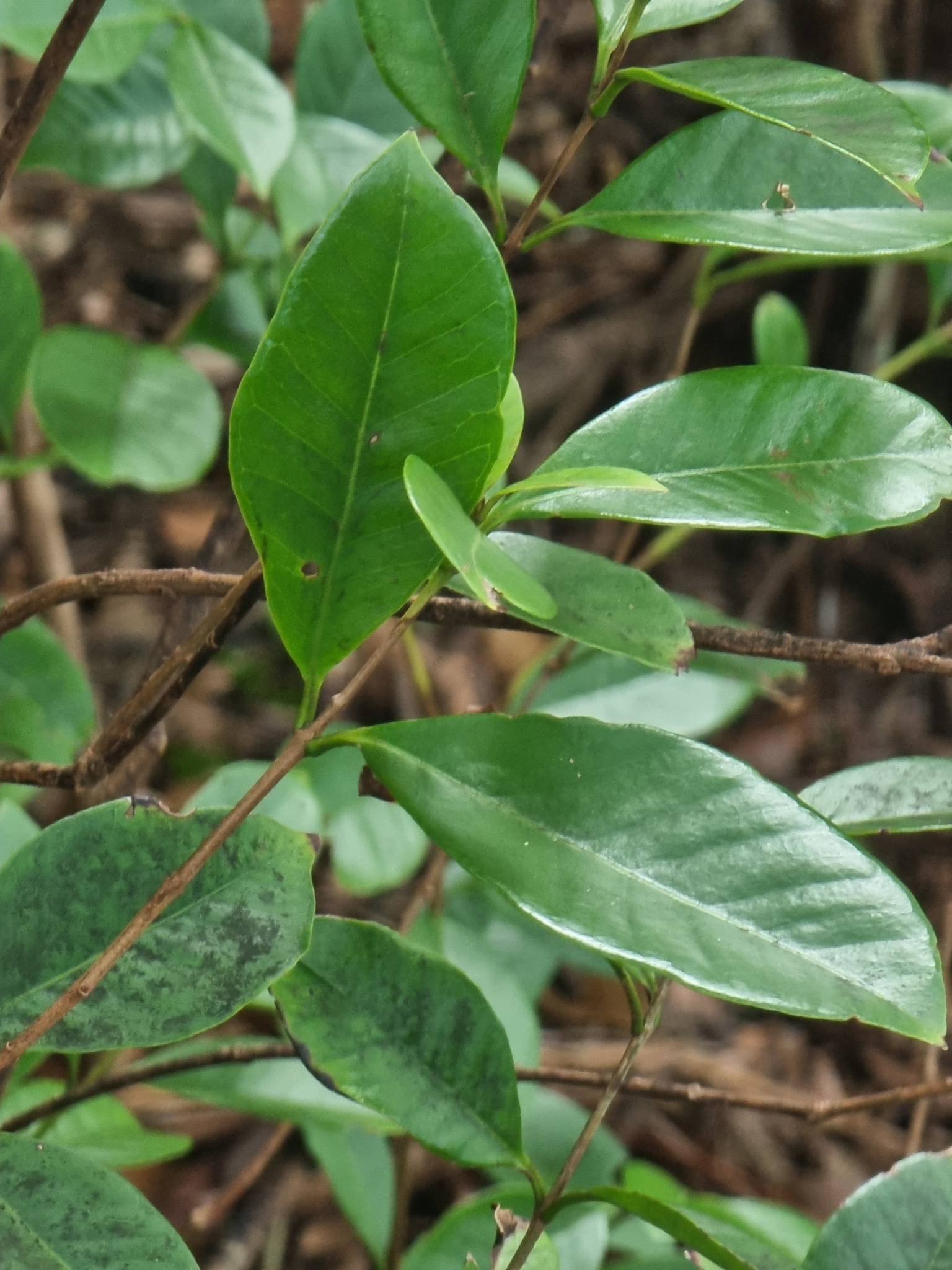 Imagem de Araçá