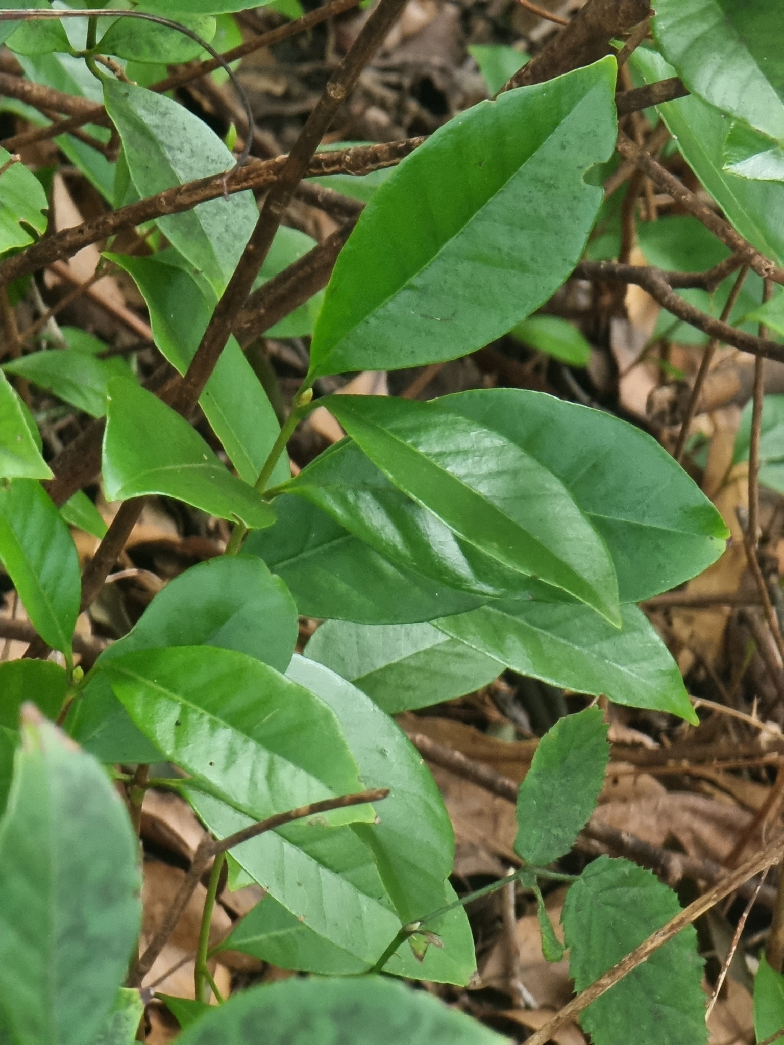 Imagem de Araçá
