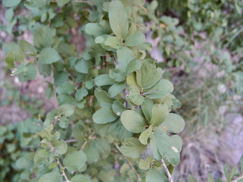Image of Colubrina californica by (c) Sue Carnahan, some rights reserved (CC BY)