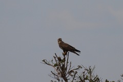 Buteo buteo vulpinus