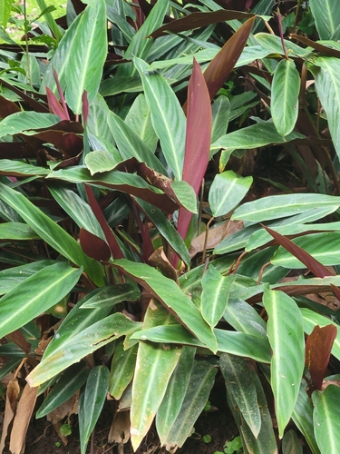 Stromanthe thalia