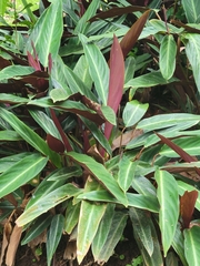 Stromanthe thalia