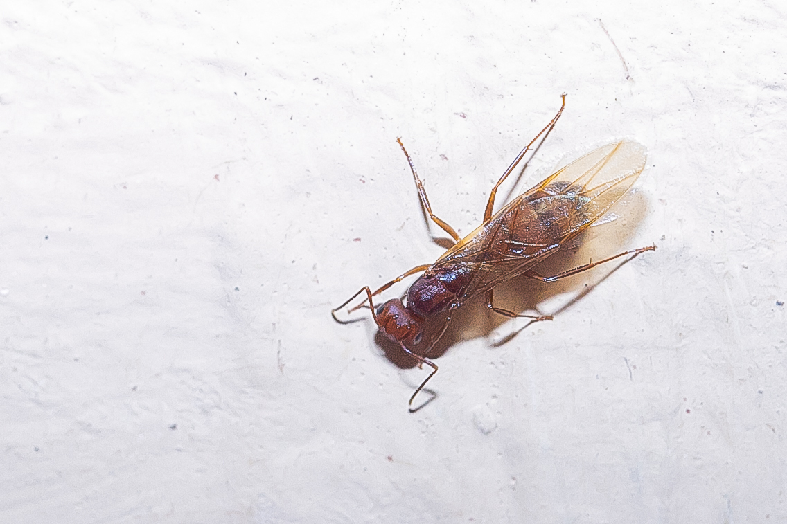 Hypercolobopsis