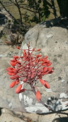 Aloe laeta