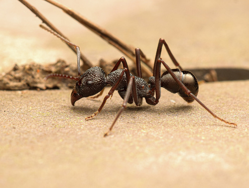Rhytidoponera spoliataRhytidoponera spoliata