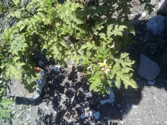 Solanum grayi
