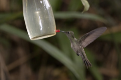 Sombre Hummingbird photo 2
