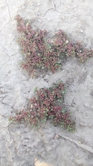 Portulacaceae