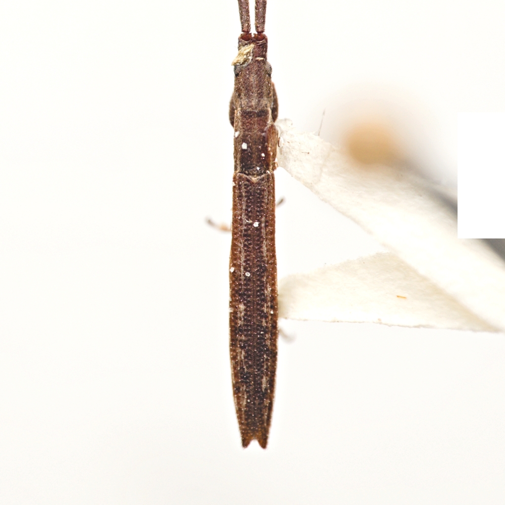 Spalacopsis stolata