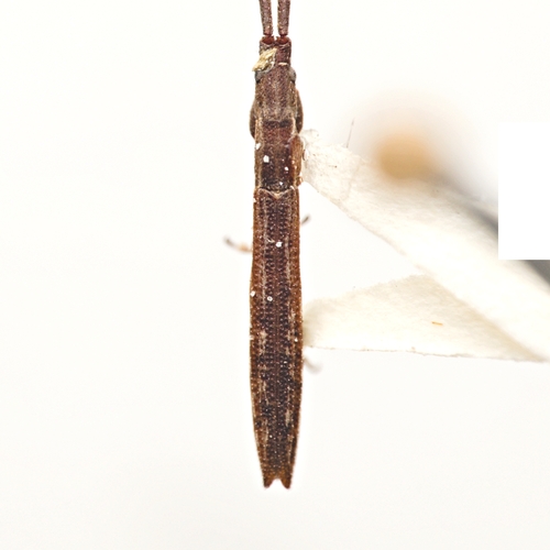 Spalacopsis stolata