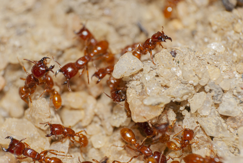 Labidus marsLabidus mars